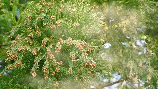 花粉と低気圧🌬️